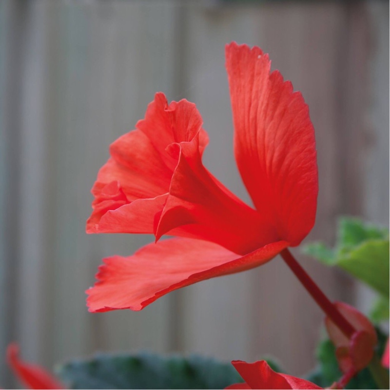 Begonia (Narcissiflora Group) Daffadowndilly in the GardenTags plant encyclopedia Tuberous Begonia Daffadowndilly in the GardenTags plant encyclopedia