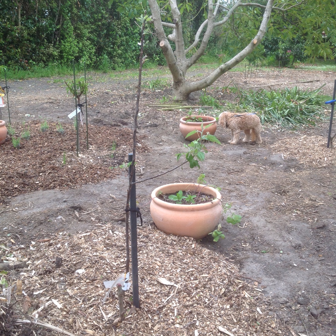 Malus domestica Royal Gala in the GardenTags plant encyclopedia Apple Royal Gala in the GardenTags plant encyclopedia