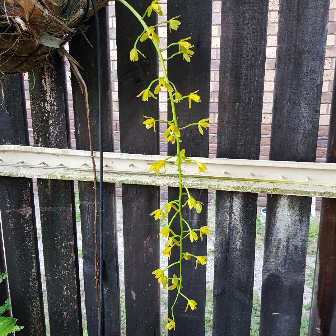 Cymbidium Val Peck Rapunzel in the GardenTags plant encyclopedia Boat Orchid Rapunzel in the GardenTags plant encyclopedia