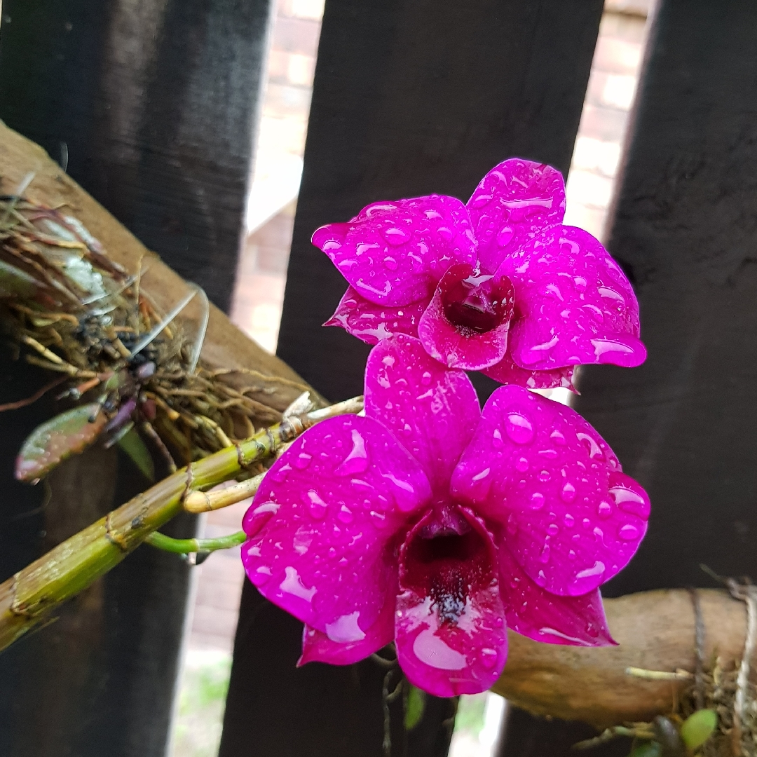 Dendrobium phalaenopsis Sena Red in the GardenTags plant encyclopedia Orchid Sena Red in the GardenTags plant encyclopedia