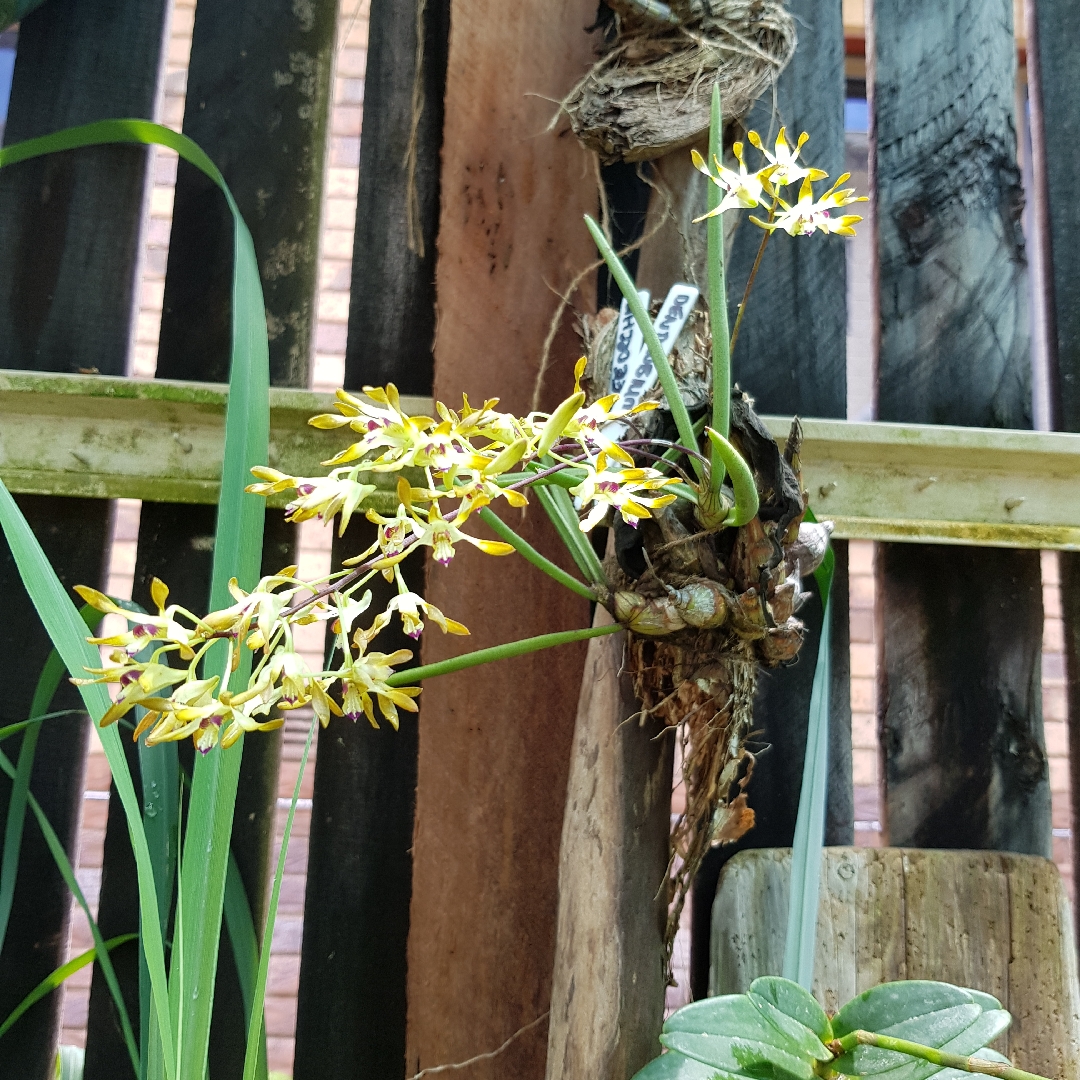 Dendrobium canaliculatum in the GardenTags plant encyclopedia Tea Tree Orchid in the GardenTags plant encyclopedia