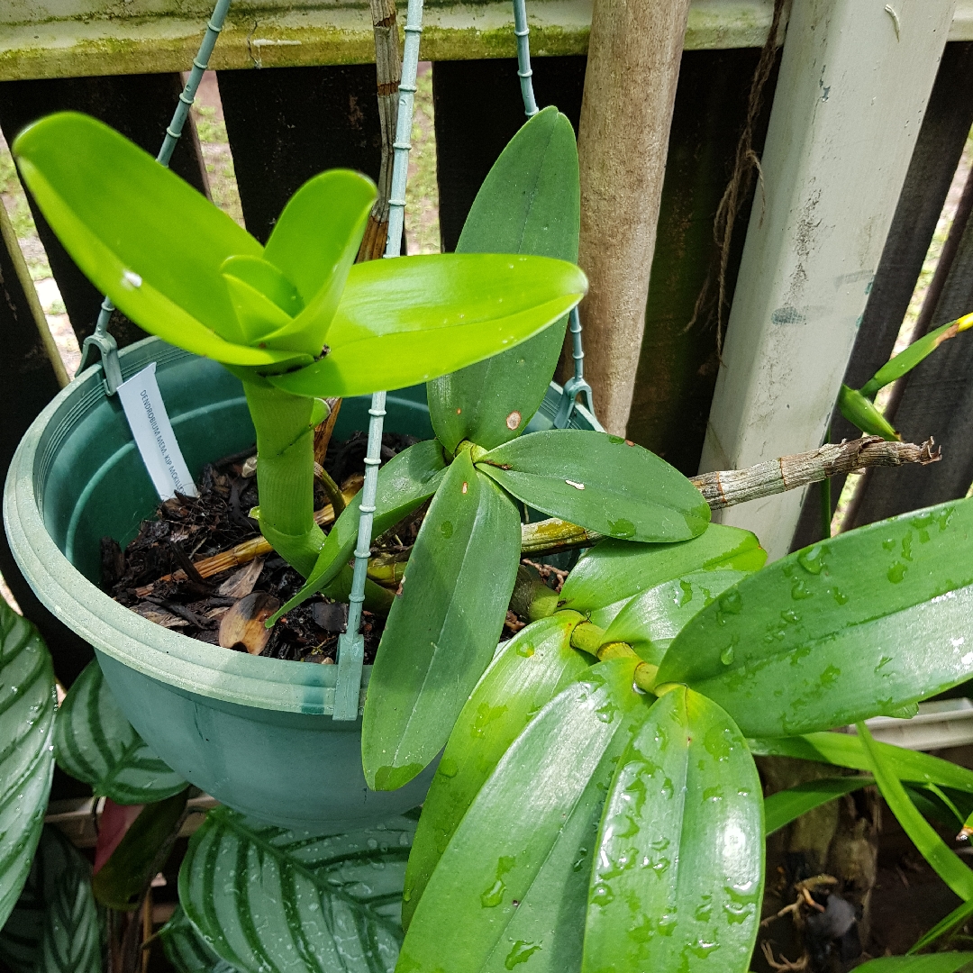 Dendrobium Memoria Kip McKillop in the GardenTags plant encyclopedia Orchid Kip Mckillop in the GardenTags plant encyclopedia
