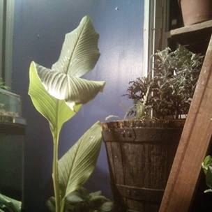 Curcuma elata Giant Plume in the GardenTags plant encyclopedia Ginger Giant Plume in the GardenTags plant encyclopedia