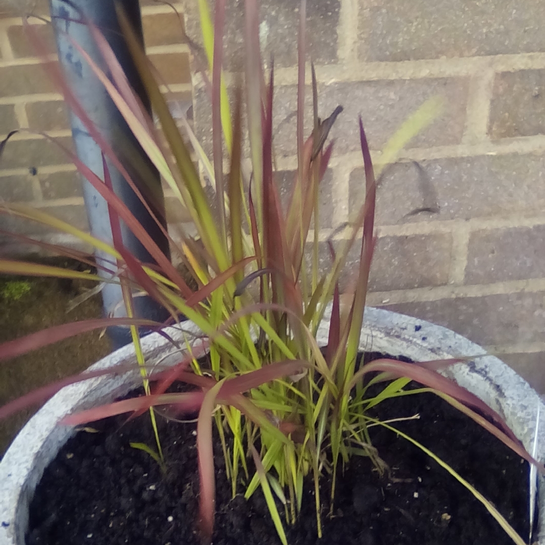 Japanese Blood Grass Red Baron in the GardenTags plant encyclopedia