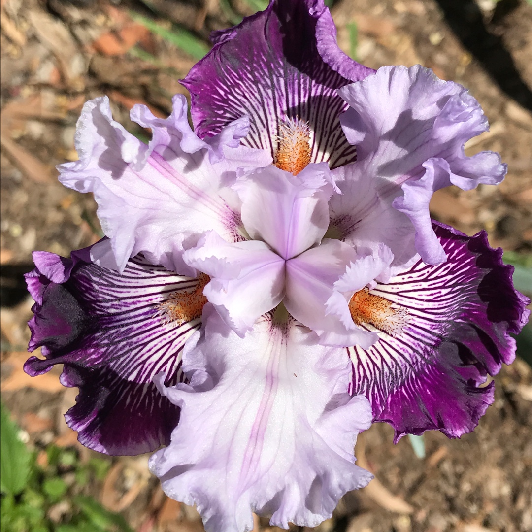 Iris x germanica Strictly Jazz in the GardenTags plant encyclopedia Bearded Iris Strictly Jazz (Tall) in the GardenTags plant encyclopedia