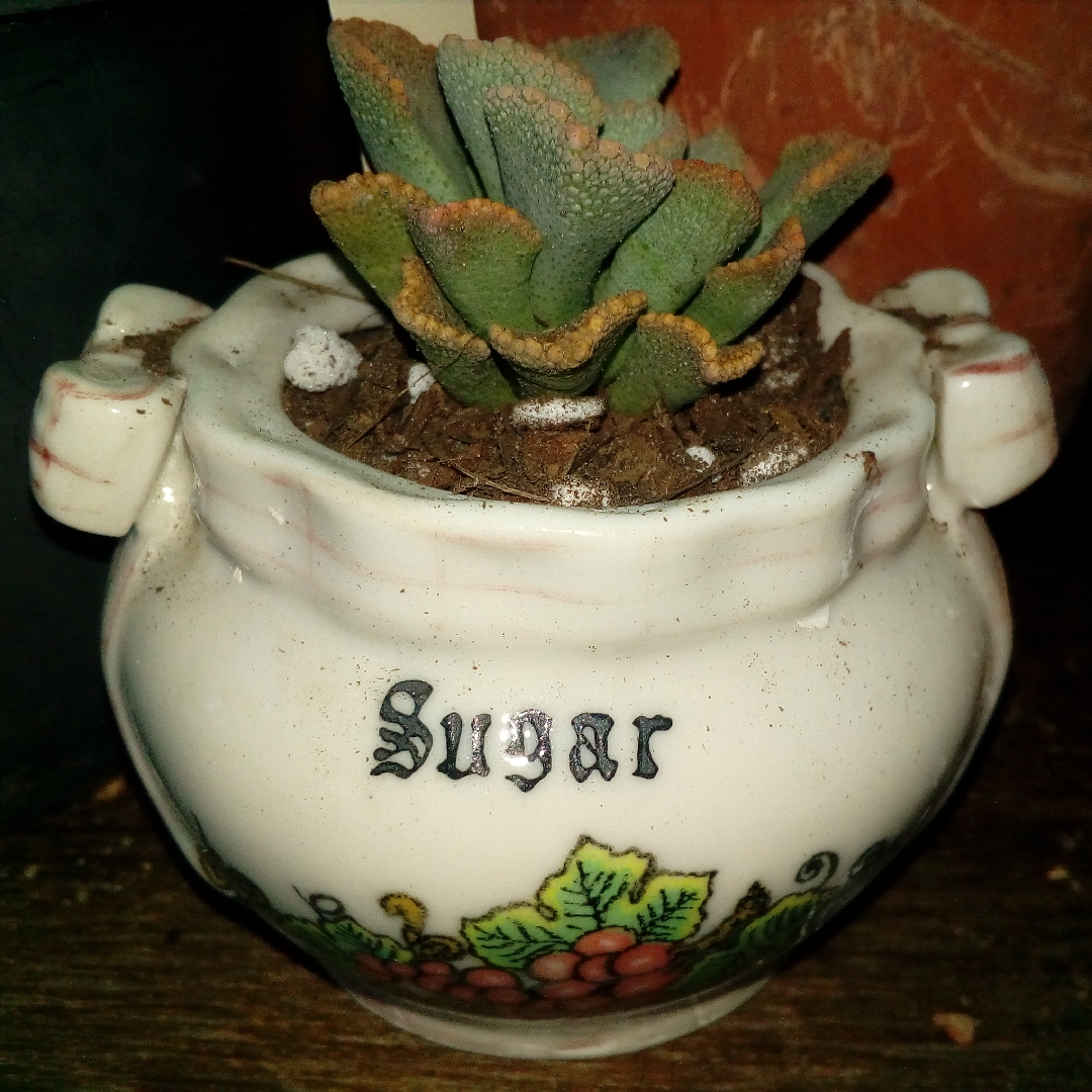 Titanopsis Fulleri in the GardenTags plant encyclopedia Titanopsis Fulleri in the GardenTags plant encyclopedia