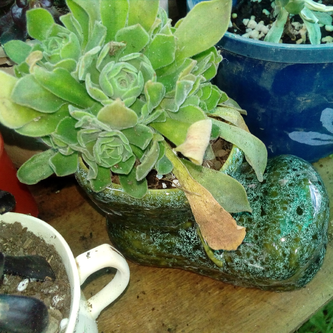 Aeonium Globuliflora Frosty in the GardenTags plant encyclopedia Aeonium Frosty in the GardenTags plant encyclopedia