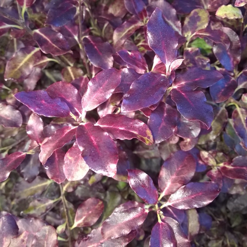 Pittosporum tenuifolium Tom Thumb in the GardenTags plant encyclopedia New Zealand Pittosporum Tom Thumb in the GardenTags plant encyclopedia