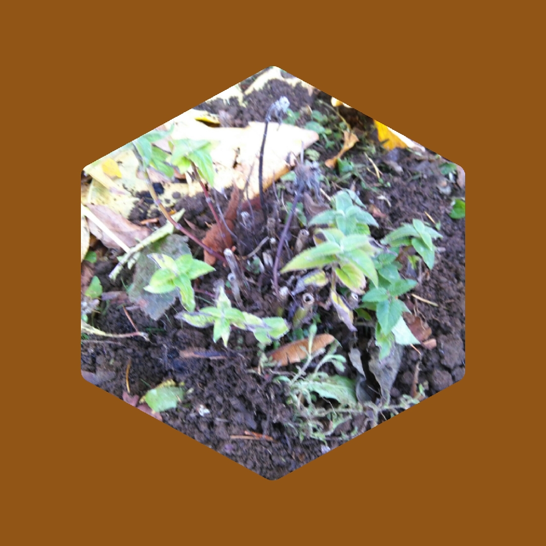 Monarda didyma Sugar Buzz® Bubblegum Blast in the GardenTags plant encyclopedia Bergamot Sugar Buzz® Bubble Gum Blast in the GardenTags plant encyclopedia