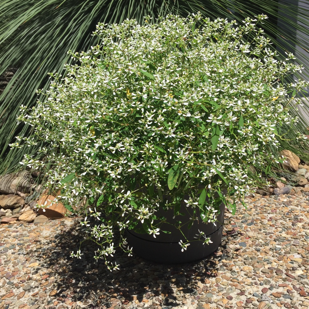 Euphorbia Hypericifolia Star Dust White Sparkle in the GardenTags plant encyclopedia Euphorbia Star Dust White Sparkle in the GardenTags plant encyclopedia