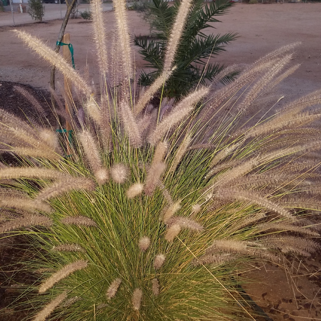 Miscanthus sinensis Malepartus in the GardenTags plant encyclopedia Silver Grass Malepartus in the GardenTags plant encyclopedia