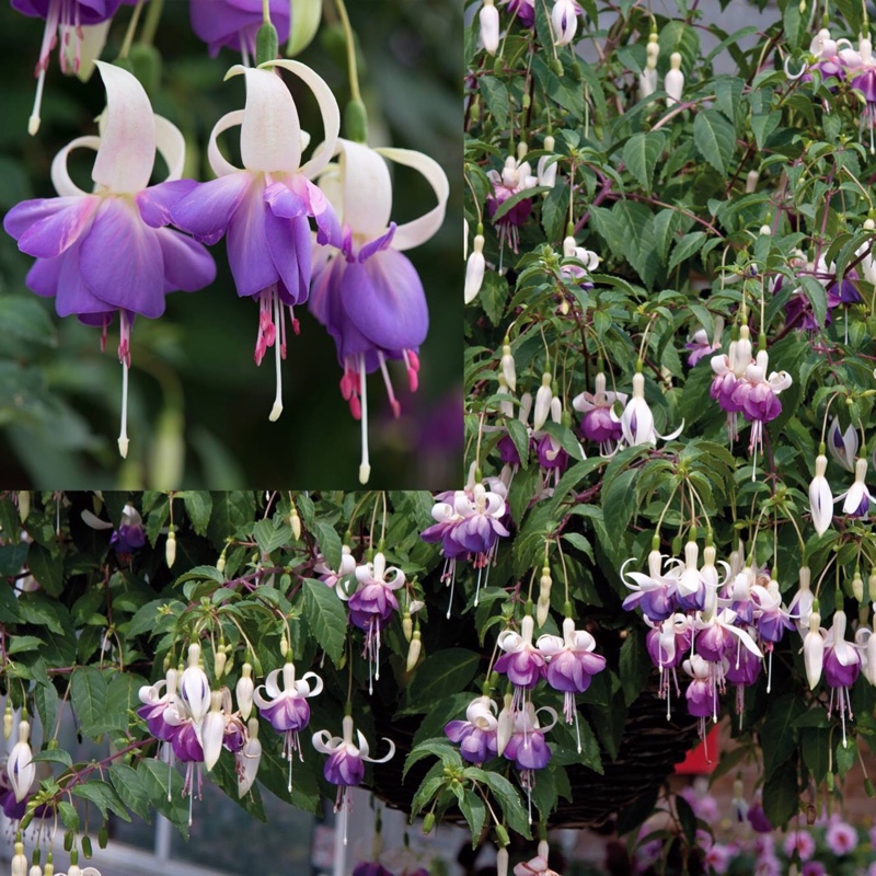 Fuchsia Mr Blue Sky in the GardenTags plant encyclopedia Fuchsia Mr Blue Sky in the GardenTags plant encyclopedia