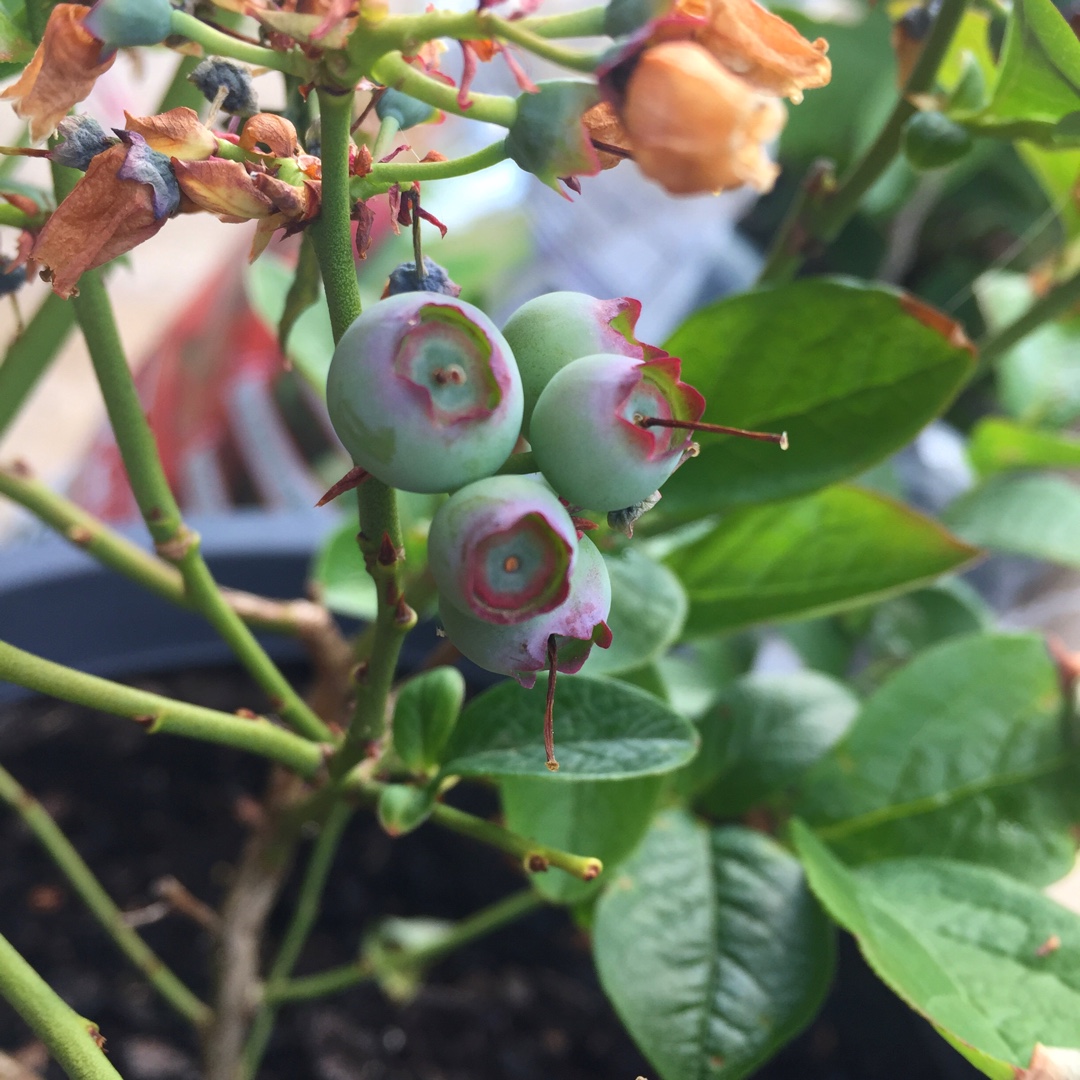 Vaccinium corymbosum Blue Rose in the GardenTags plant encyclopedia Blueberry Blue Rose in the GardenTags plant encyclopedia