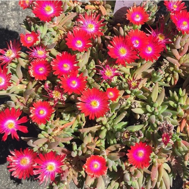 Delosperma dyeri 'Red Mountain', Red Mountain Ice Plant in GardenTags ...