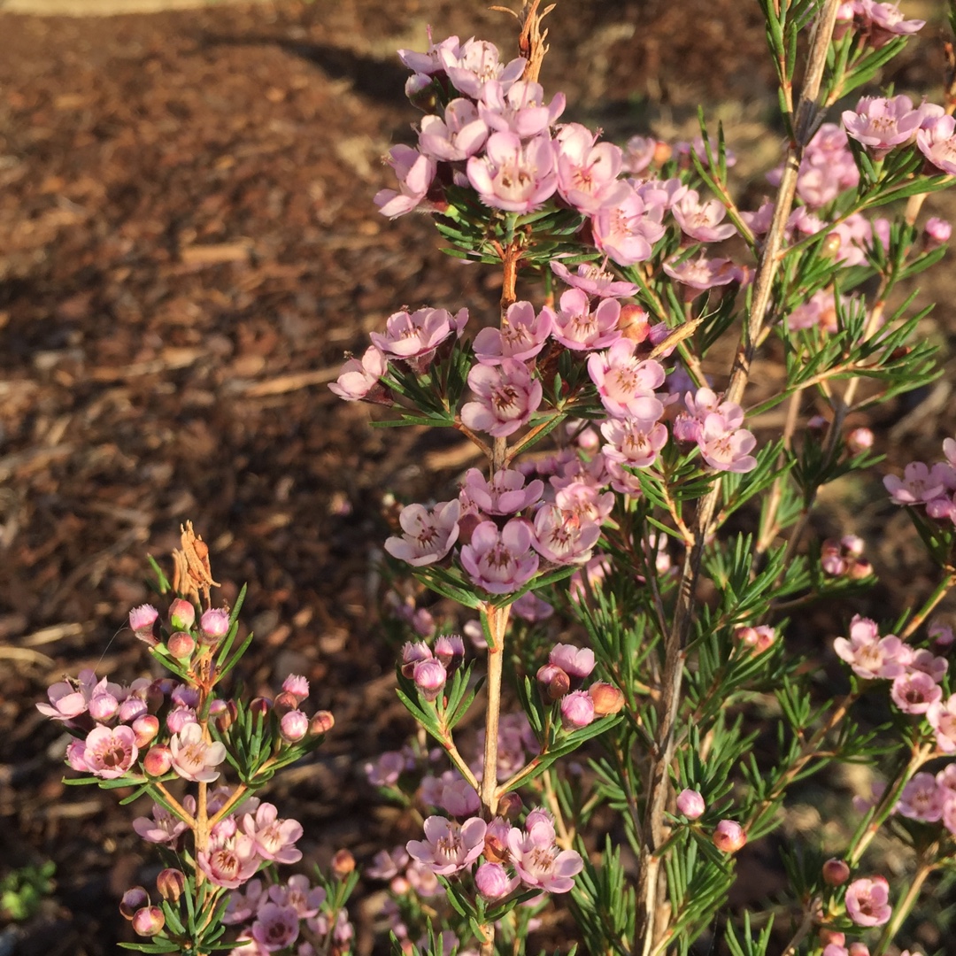 Chamelaucium Uncinatum x Verticordia Paddys Pink in the GardenTags plant encyclopedia Waxflower Paddys Pink in the GardenTags plant encyclopedia