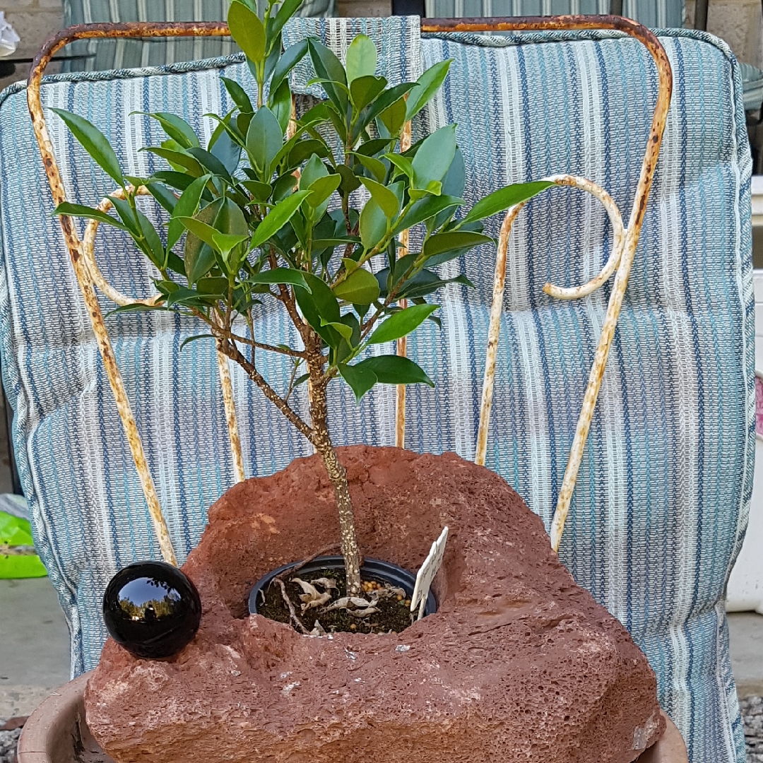 Tiger Bark Fig in the GardenTags plant encyclopedia
