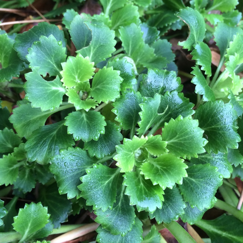Saxifraga spathularis in the GardenTags plant encyclopedia St Patricks Cabbage in the GardenTags plant encyclopedia