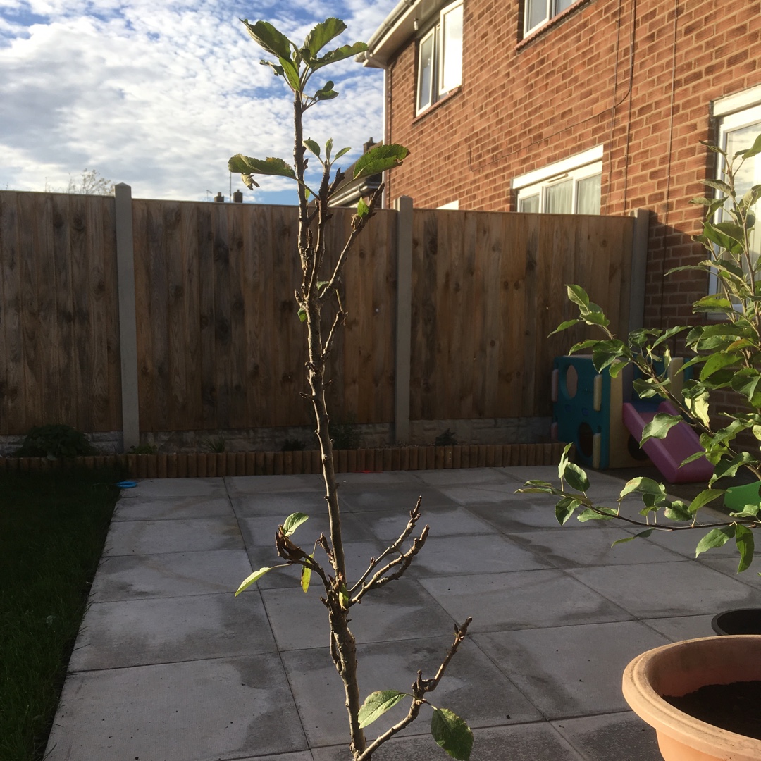Apple Ballerina Samba in the GardenTags plant encyclopedia