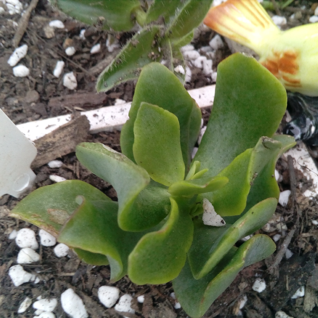 Crassula ovata Undulata in the GardenTags plant encyclopedia Wave Leaf in the GardenTags plant encyclopedia