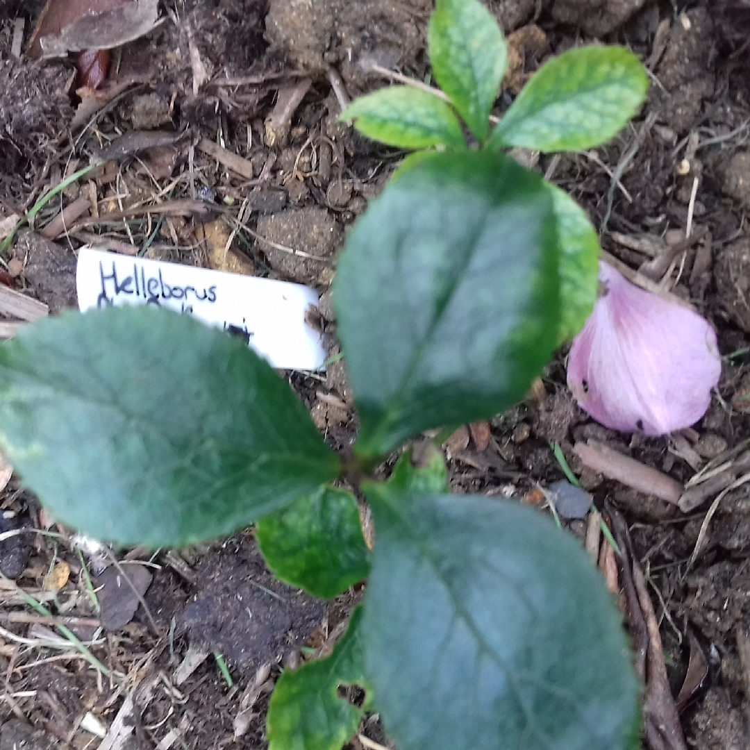Helleborus x hybridus Double Ellen Red Splash (Double Ellen Series) in the GardenTags plant encyclopedia Hellebore Double Ellen Red Splash in the GardenTags plant encyclopedia