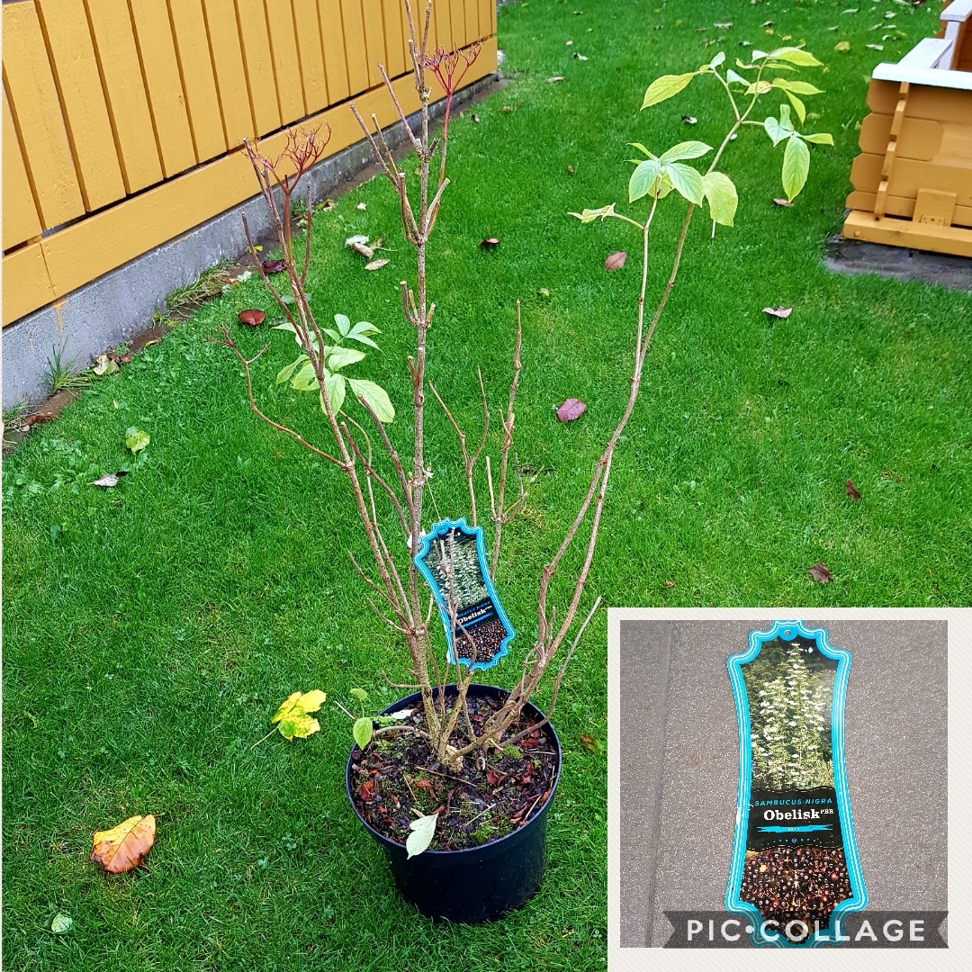 Sambucus nigra Obelisk in the GardenTags plant encyclopedia Sambucus Obelisk in the GardenTags plant encyclopedia