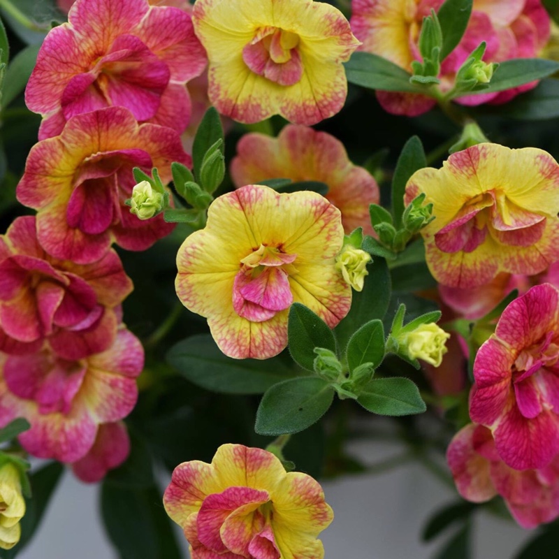 Calibrachoa Crackerjack in the GardenTags plant encyclopedia Million Bells Crackerjack in the GardenTags plant encyclopedia