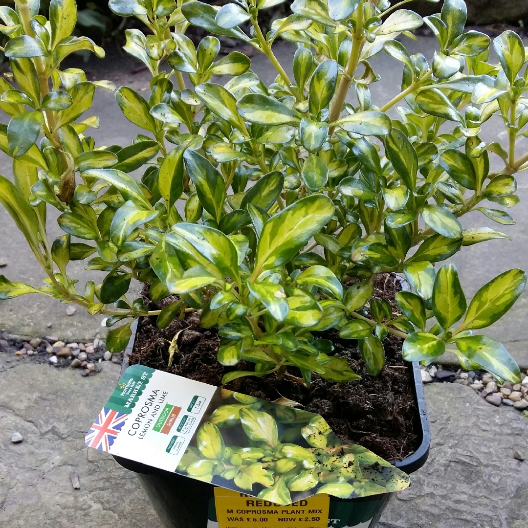 Coprosma Lemon and Lime in the GardenTags plant encyclopedia Looking-glass Plant Lemon and Lime, in the GardenTags plant encyclopedia