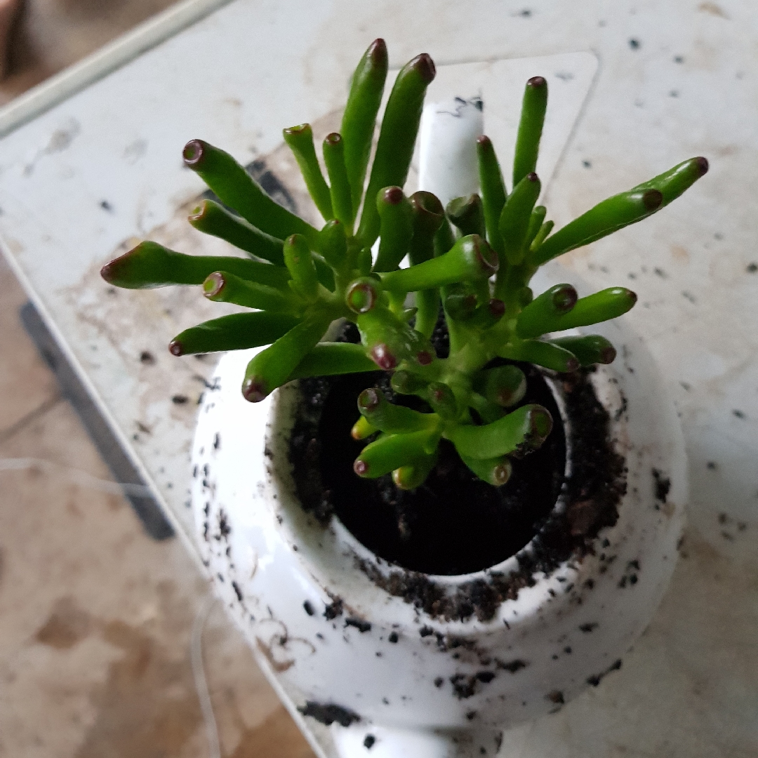 Crassula ovata Lady Fingers in the GardenTags plant encyclopedia Crassula Ladies Fingers in the GardenTags plant encyclopedia