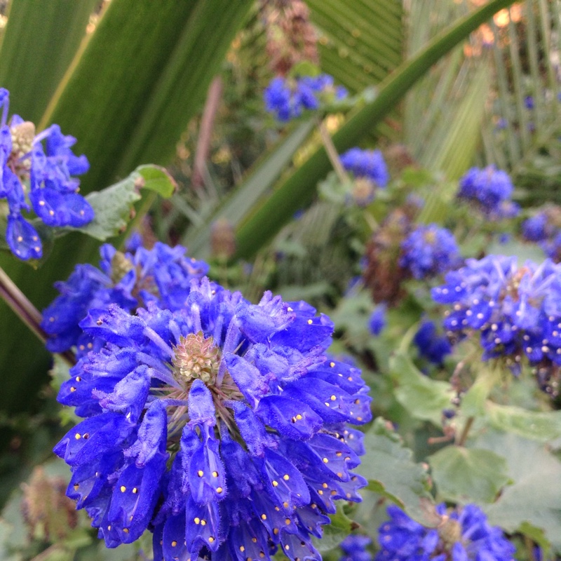 Pycnostachys urticifolia in the GardenTags plant encyclopedia Hedgehog Sage in the GardenTags plant encyclopedia