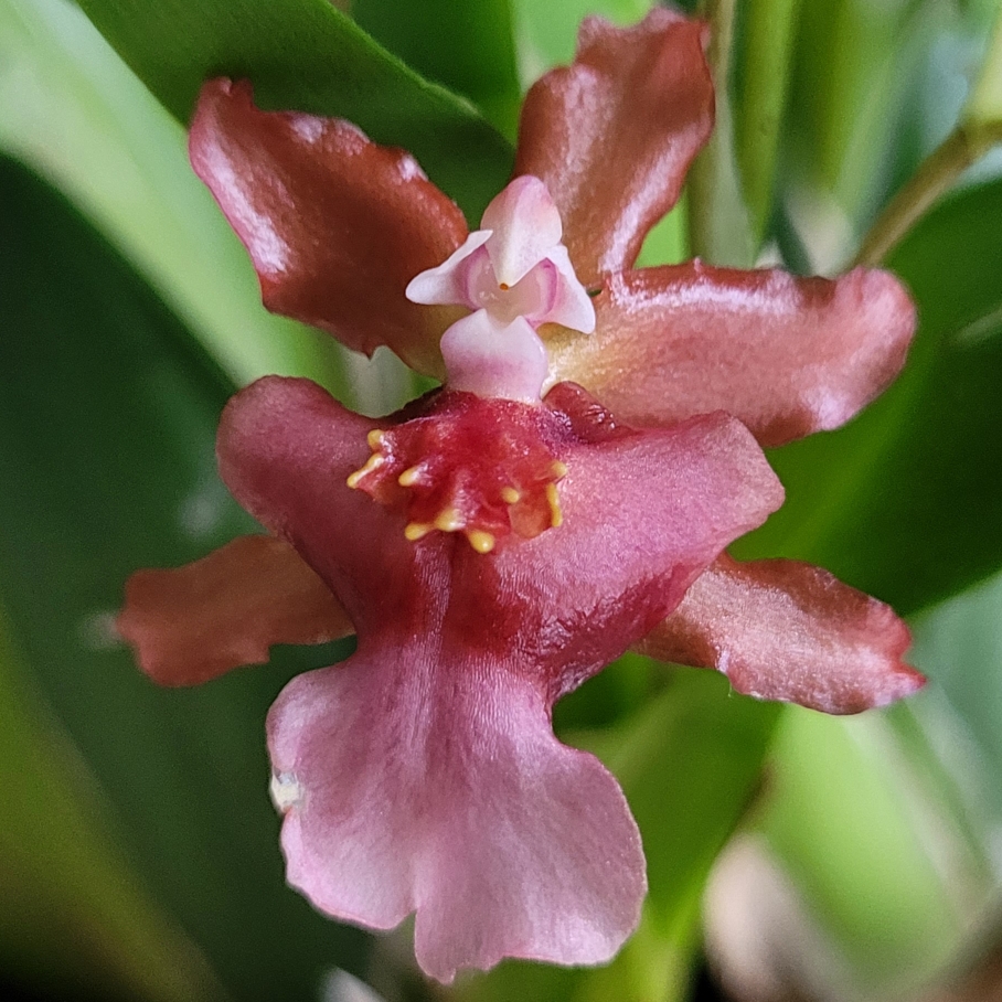 Oncidium Rosy Sunset in the GardenTags plant encyclopedia Dancing Lady Orchid Rosy Sunset in the GardenTags plant encyclopedia