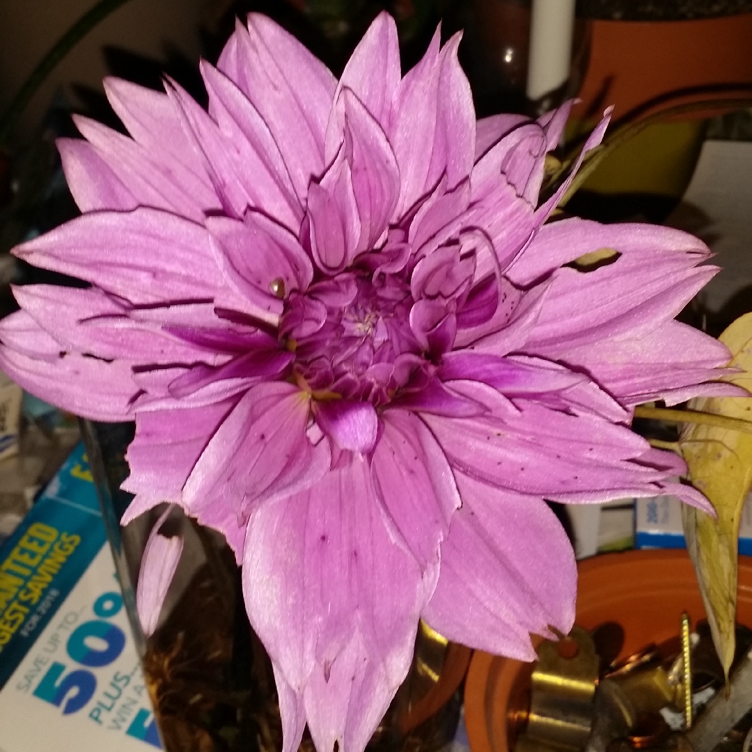 Dahlia Blue Bell (Decorative) in the GardenTags plant encyclopedia
