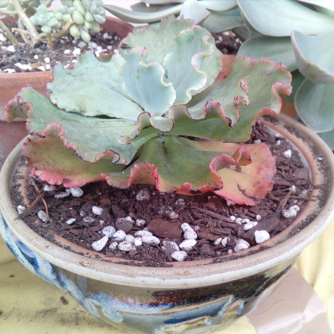 Echeveria Verrugas in the GardenTags plant encyclopedia Echeveria Verrugas in the GardenTags plant encyclopedia