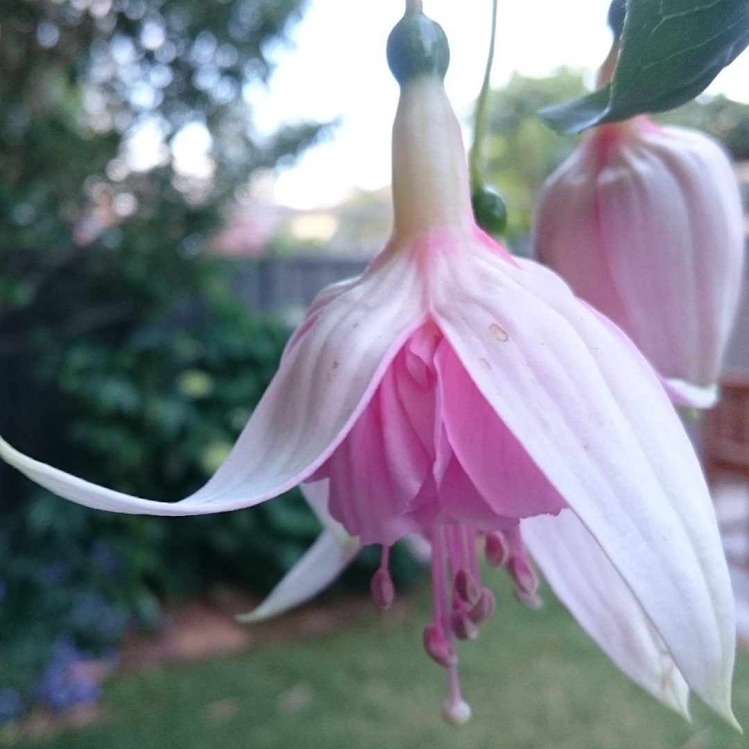 Fuchsia x hybrida Marcus Graham in the GardenTags plant encyclopedia Fuchsia Marcus Graham in the GardenTags plant encyclopedia