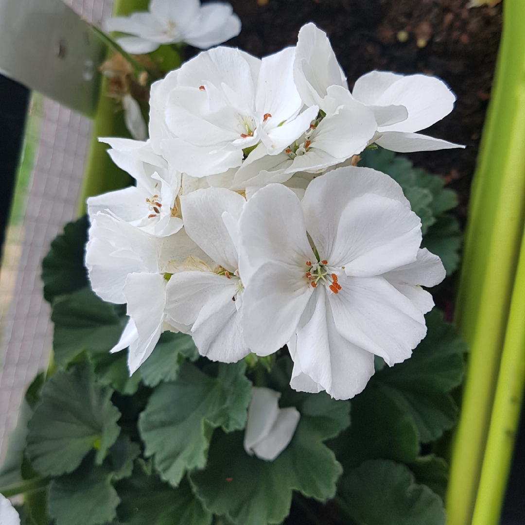 Pelargonium Fisbliz (Blizzard Series) syn. Pelargonium Blizzard White, Pelargonium White Blizzard in the GardenTags plant encyclopedia Pelargonium Blizzard White (Ivy Leaved) in the GardenTags plant encyclopedia