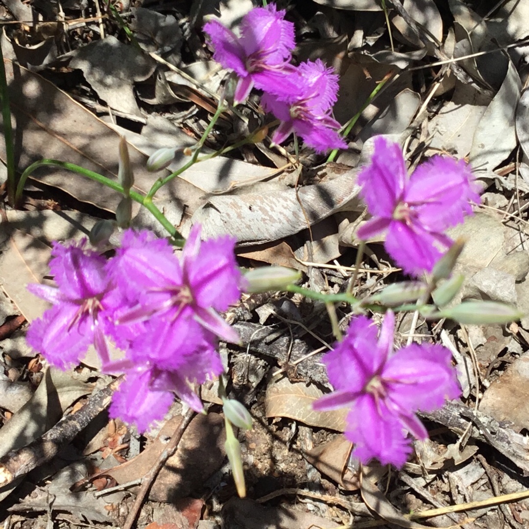 Thysanotus scaber in the GardenTags plant encyclopedia Rough Fringed Lily in the GardenTags plant encyclopedia