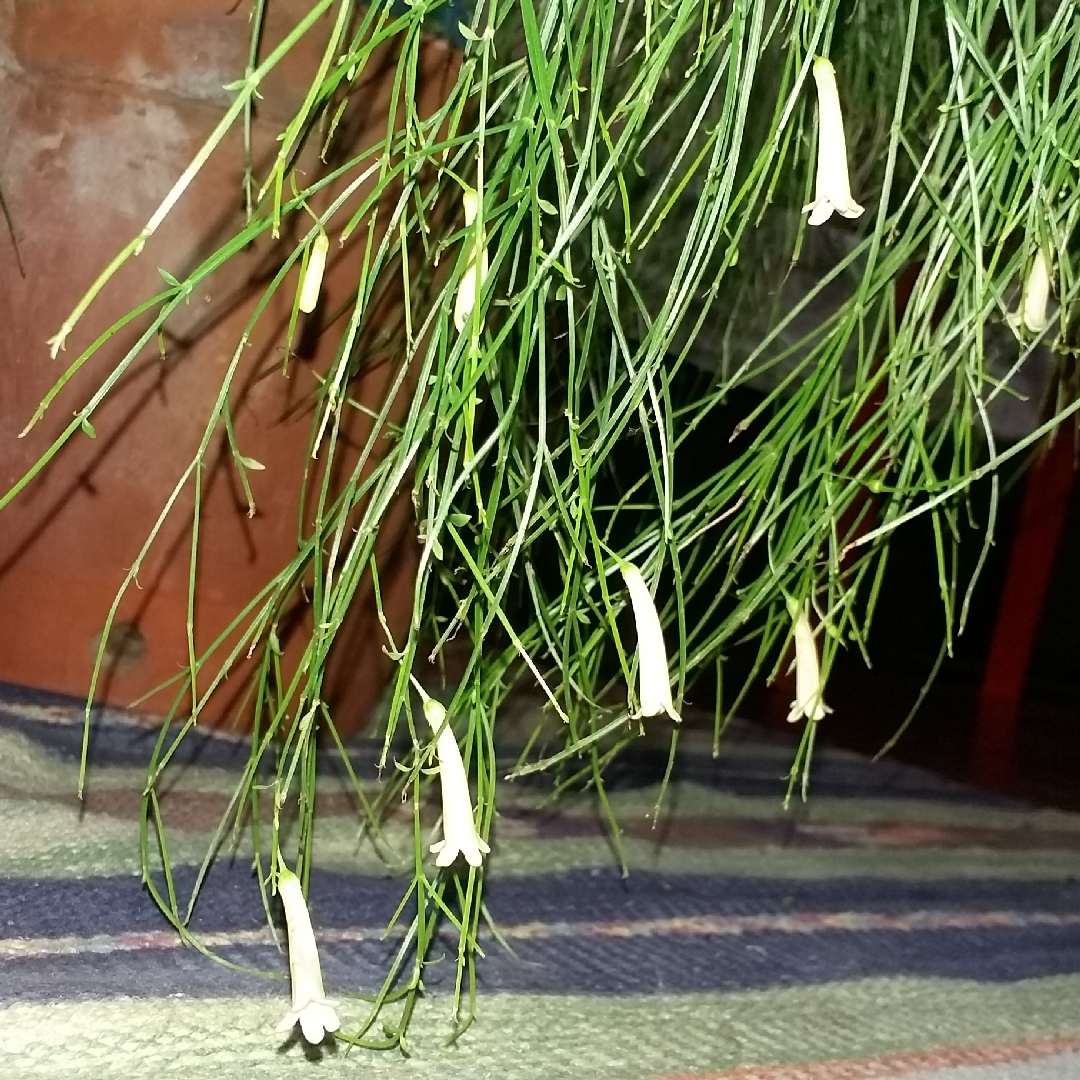 Russelia equisetiformis Alba syn. Russelia juncea in the GardenTags plant encyclopedia Firecracker Plant Alba in the GardenTags plant encyclopedia
