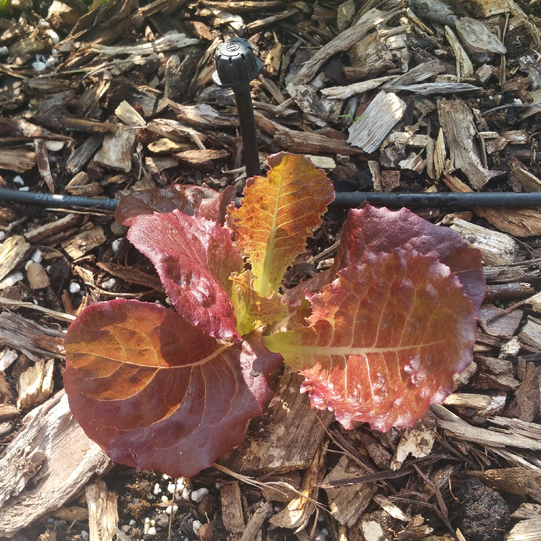Lactuca sativa Midnight Ruffles in the GardenTags plant encyclopedia Lettuce Midnight Ruffles in the GardenTags plant encyclopedia