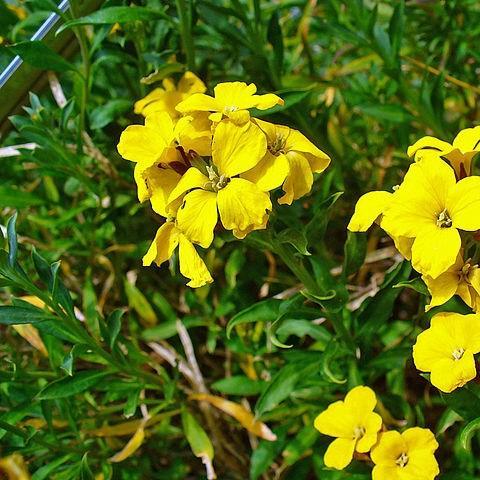 Erysimum cheiri in the GardenTags plant encyclopedia Aegean Wallflower in the GardenTags plant encyclopedia