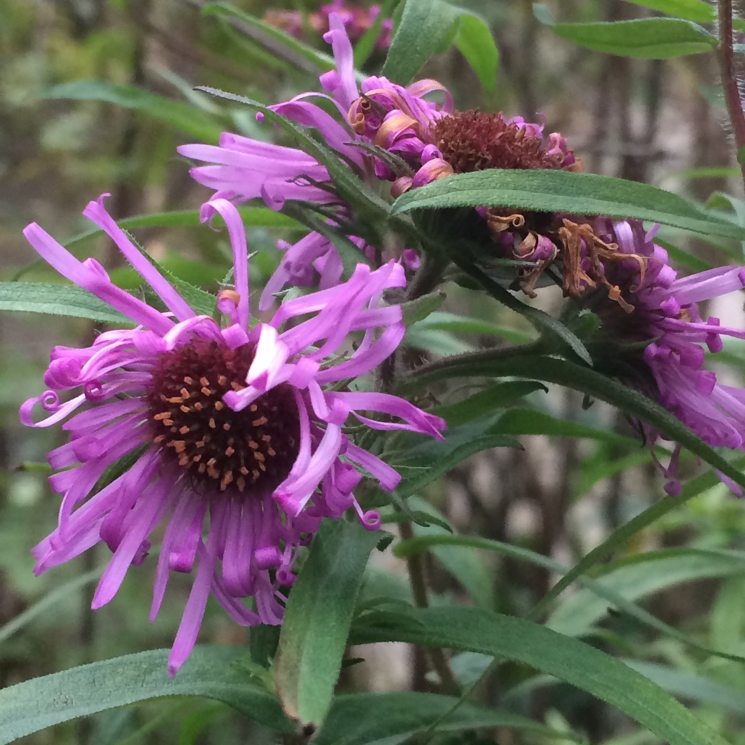 Symphyotrichum novi-belgii syn. Aster novi-belgii in the GardenTags plant encyclopedia New York Aster in the GardenTags plant encyclopedia