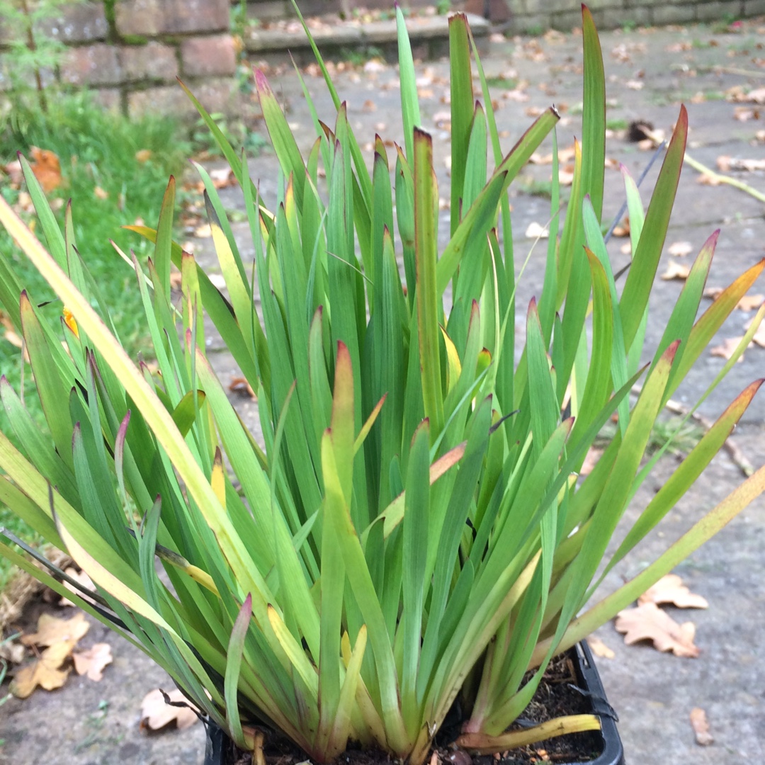 Sisyrinchium californicum Brachypus in the GardenTags plant encyclopedia Golden Eye Grass Brachypus Group in the GardenTags plant encyclopedia