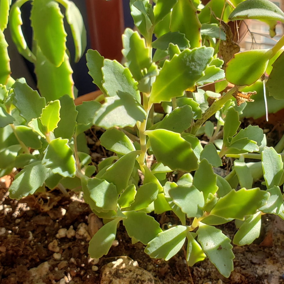 Kalanchoe rosei subsp. serratifolia syn. Bryophyllum rosei in the GardenTags plant encyclopedia Kalanchoe Rosei Serratfolia in the GardenTags plant encyclopedia