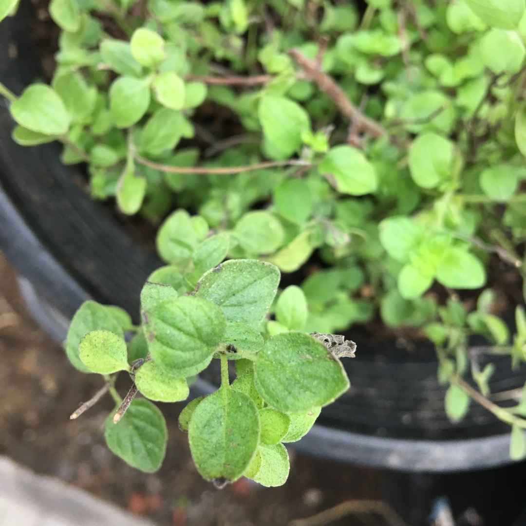 Lippia graveolens in the GardenTags plant encyclopedia Mexican Oregano in the GardenTags plant encyclopedia
