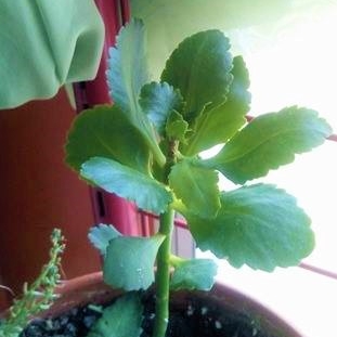 Kalanchoe x blossfeldiana Sally in the GardenTags plant encyclopedia Kalanchoe Sally in the GardenTags plant encyclopedia