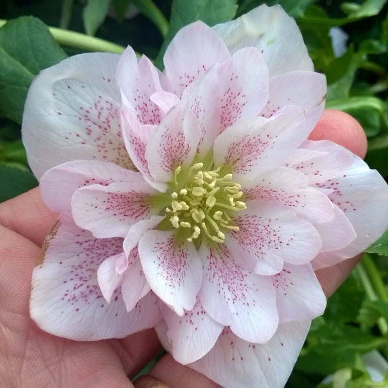 Helleborus x hybridus Phoebe in the GardenTags plant encyclopedia Hellebore Phoebe in the GardenTags plant encyclopedia