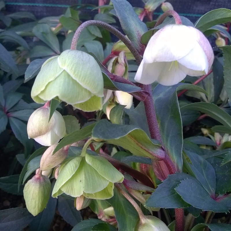 Helleborus x sahinii Winterbells in the GardenTags plant encyclopedia Hellebore Winterbells in the GardenTags plant encyclopedia