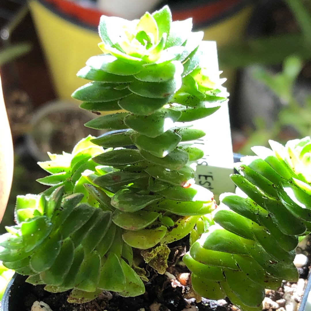 Crassula Spiralis syn. Crassula Estagnol in the GardenTags plant encyclopedia Crassula Estagnol in the GardenTags plant encyclopedia