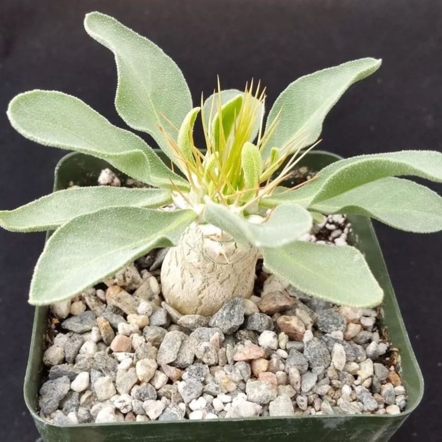 Pachypodium namaquanum in the GardenTags plant encyclopedia Elephant Trunk in the GardenTags plant encyclopedia