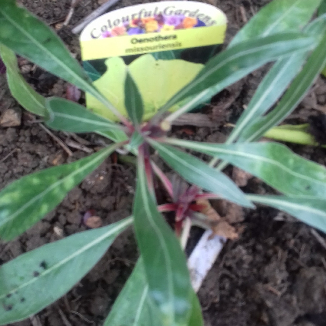 Oenothera longifolia Lemon Sunset in the GardenTags plant encyclopedia Evening Primrose Lemon Sunset in the GardenTags plant encyclopedia