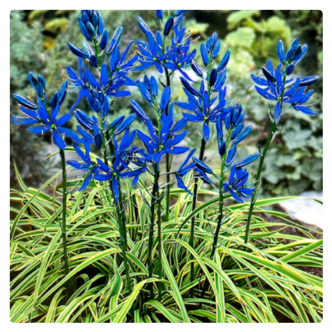 Camassia Blue Melody in the GardenTags plant encyclopedia