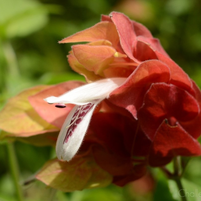 Shrimp plant in the GardenTags plant encyclopedia